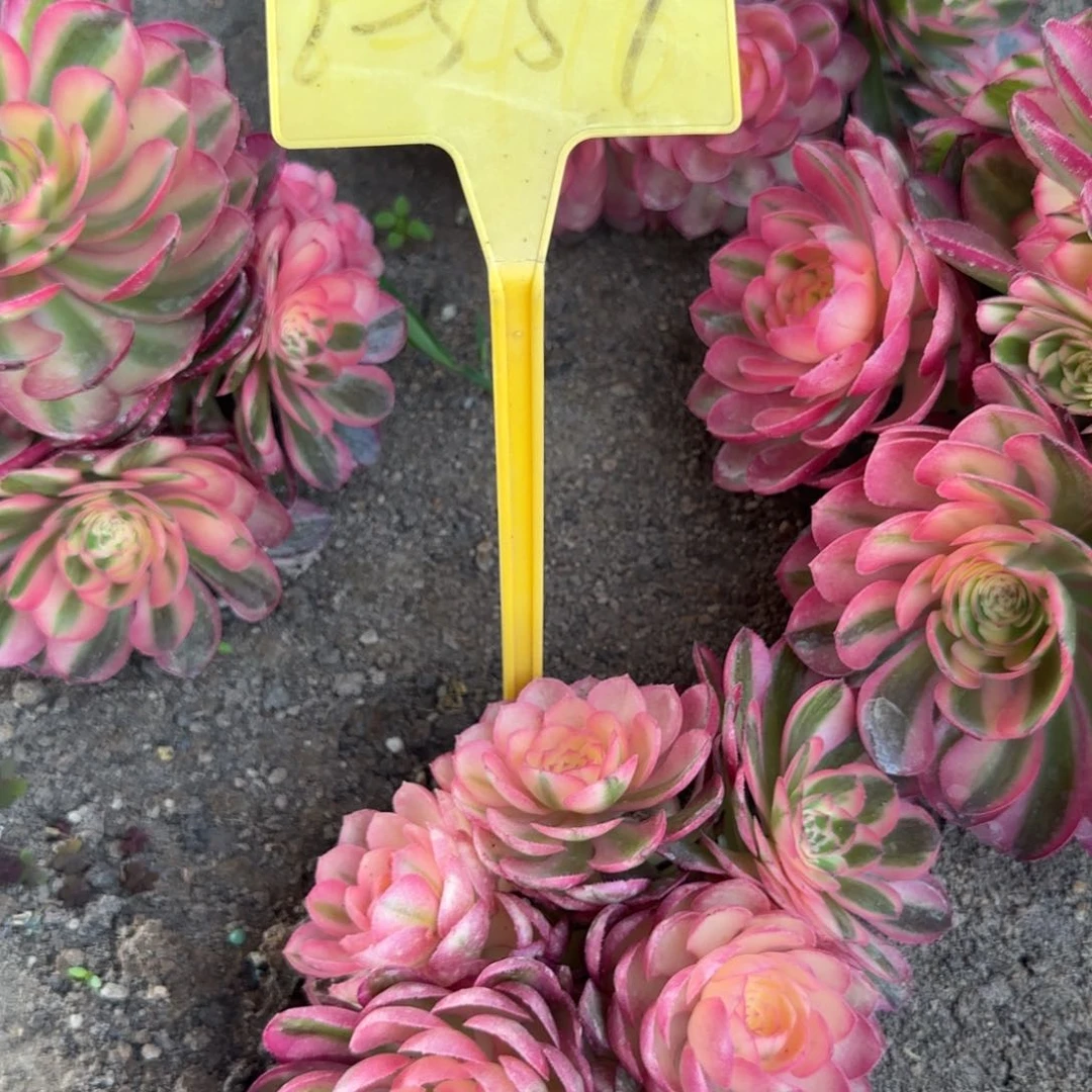 2-559--+多头多肉植物