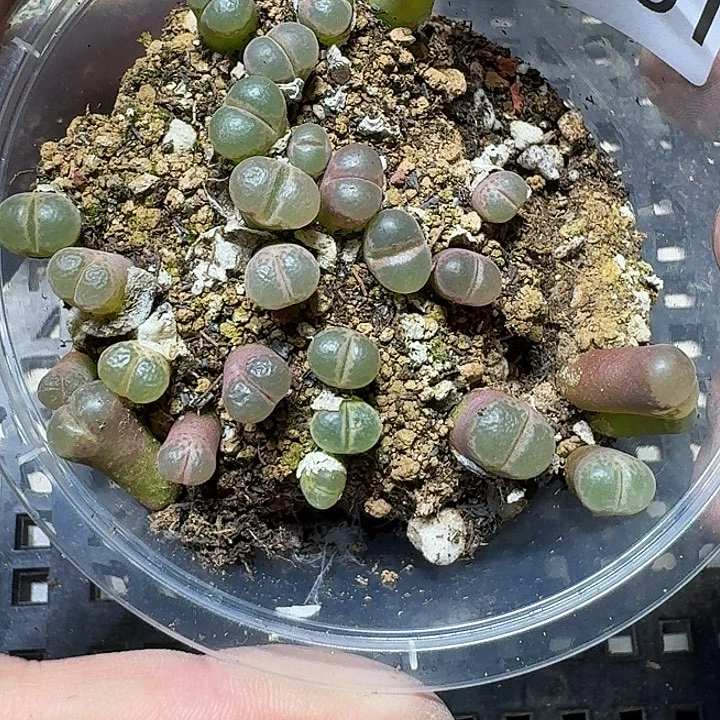 191 多肉植物多肉植物