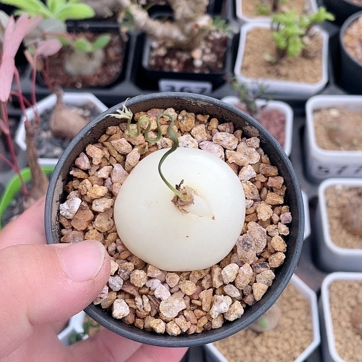 369大型仓角殿块根