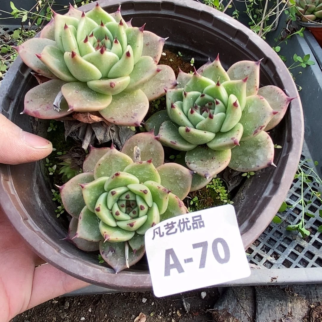 一物一拍A70满9.9包邮