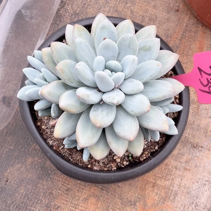 晨语多肉一物一拍239