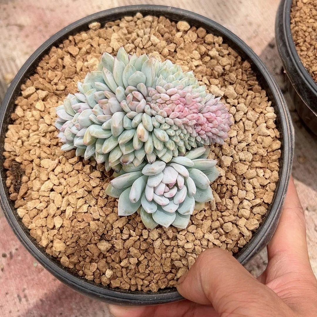 【闪购商品】无花朵星星橙子缀