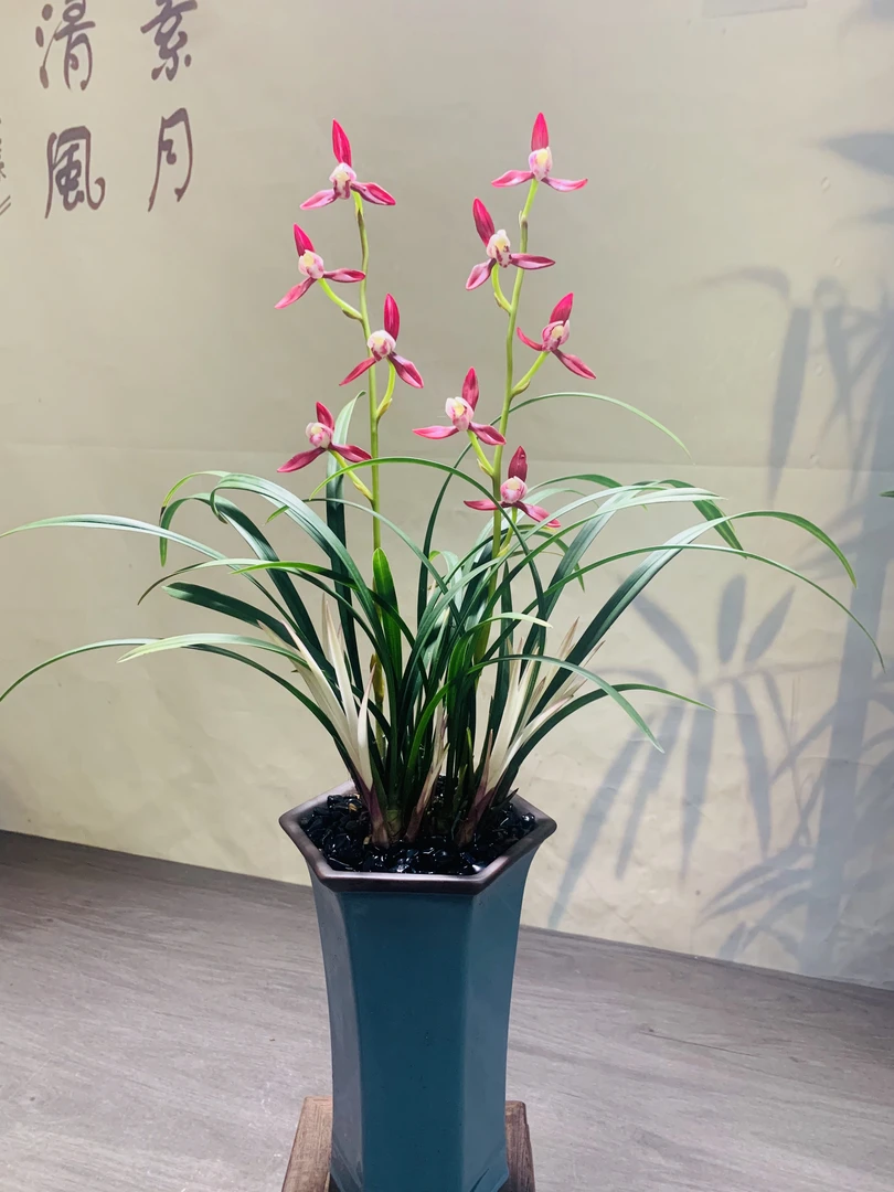 寒兰-高端瓷白中透艺-红水仙好养品种绿植花卉