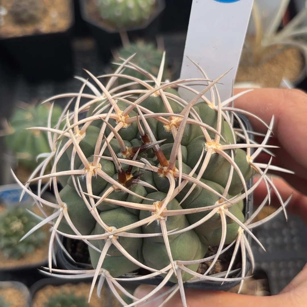 226实生五十铃碧岩玉带盆带土