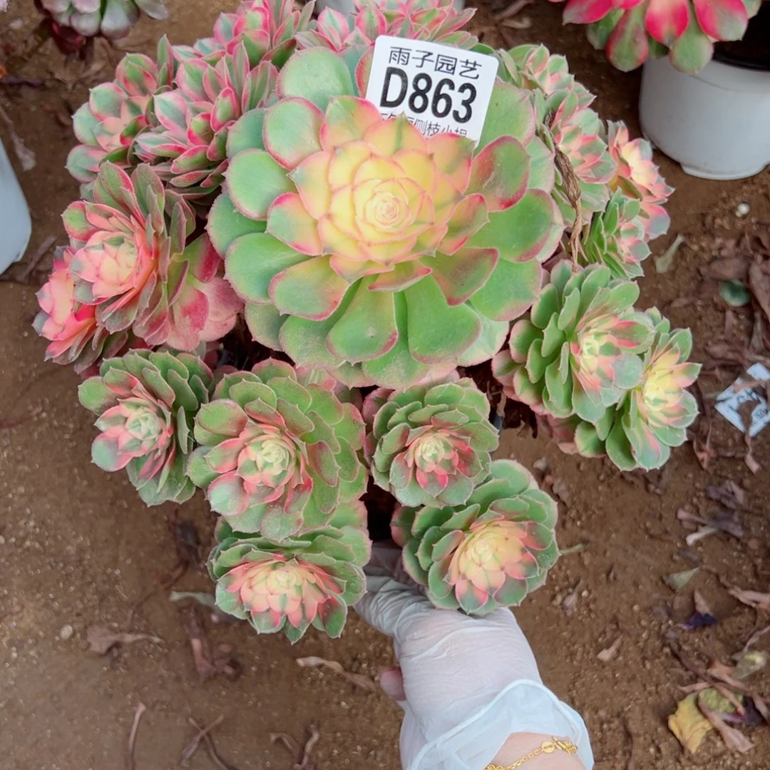 863荔枝雨子多肉植物