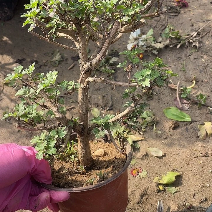 六***哥完全开放39菊花菊花家
