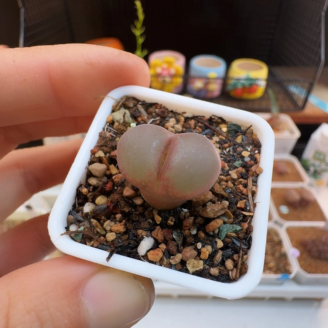 多肉植物福利肉锥紫罗兰风铃492