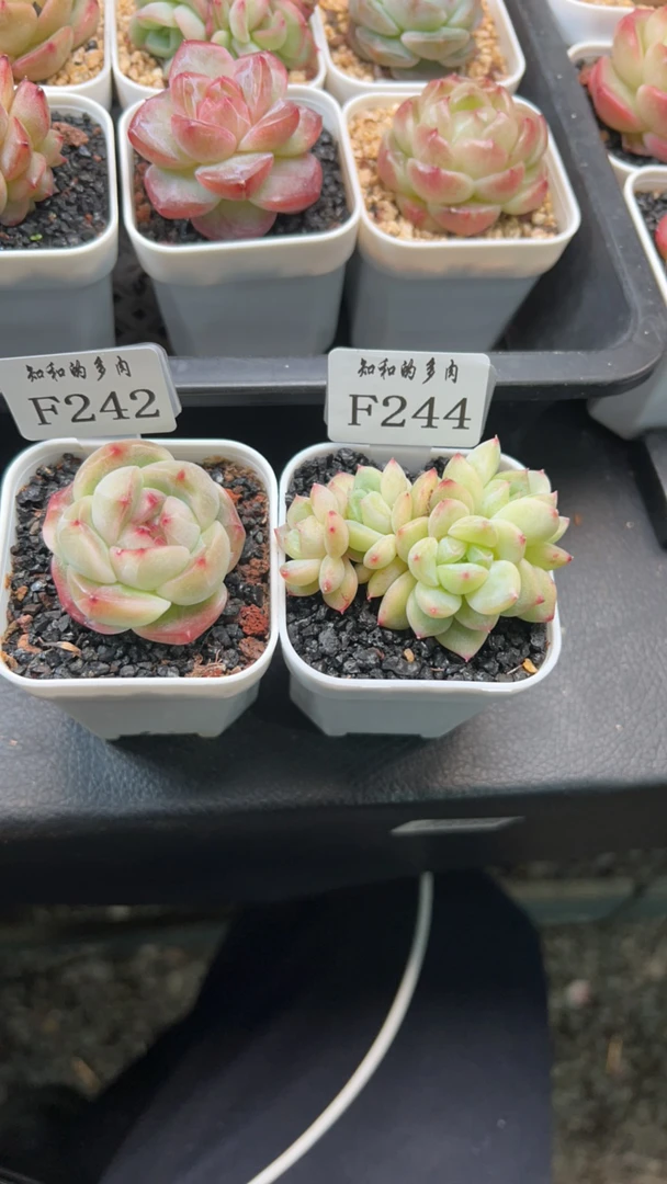 知和的多肉专拍链接
