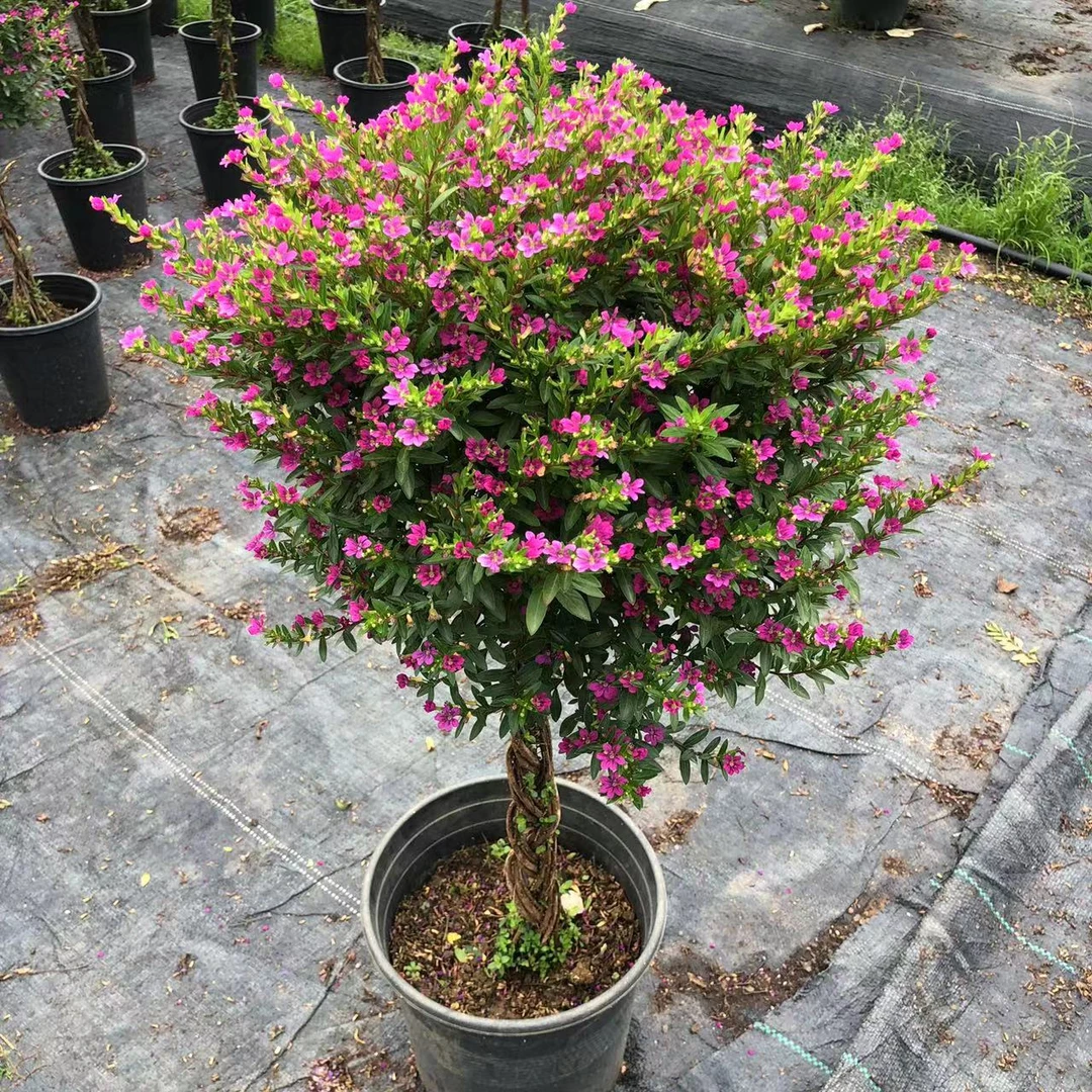 1.5加仑绿植老桩棒棒糖满天星带花苞盆栽四季开花耐热好养庭院