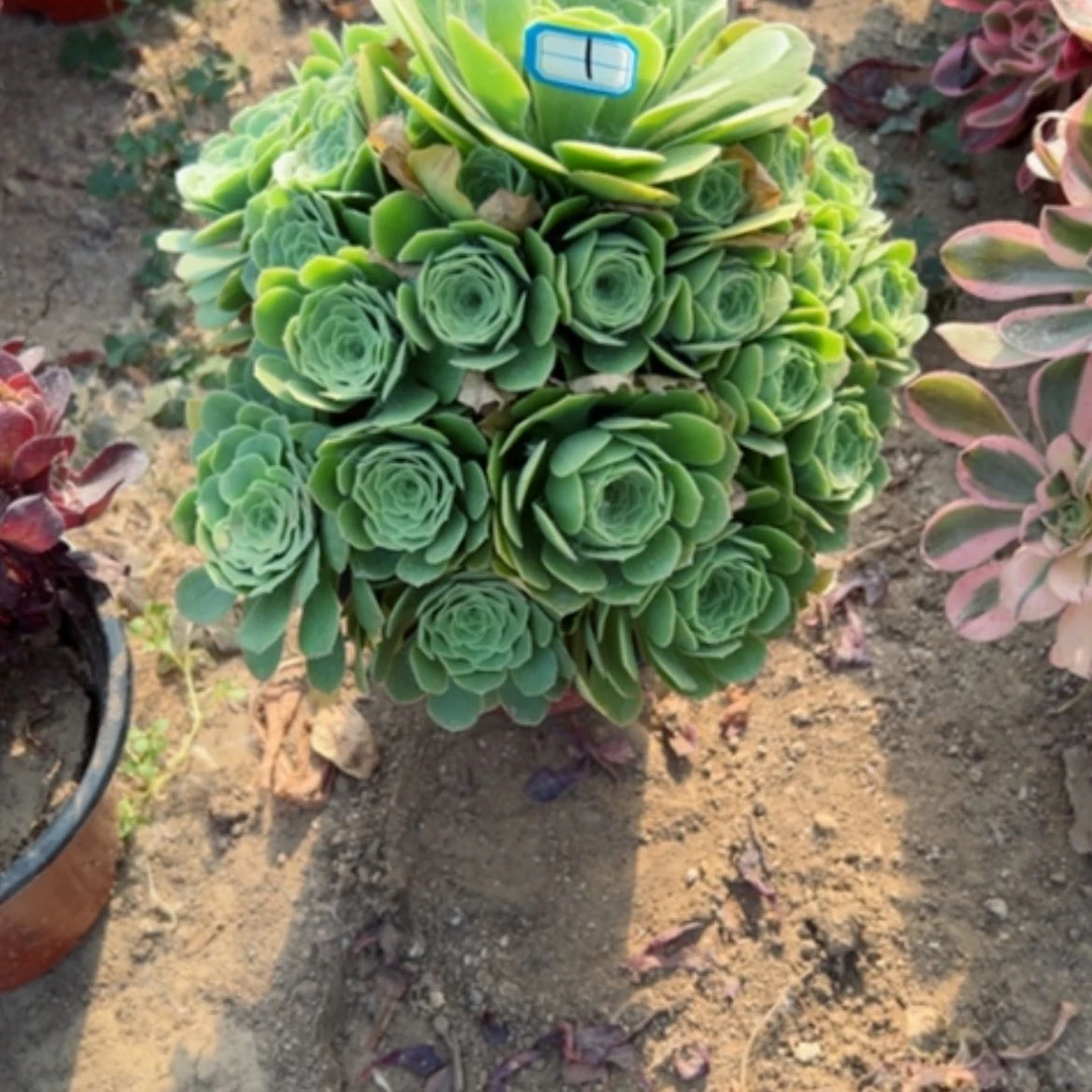 【闪购商品】多肉植物绿杨荣1