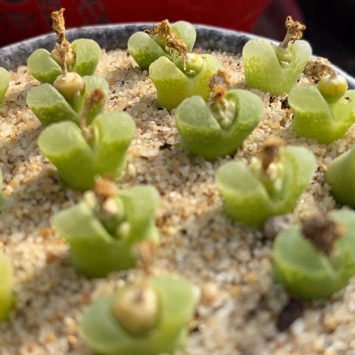 Naiping风铃一颗一颗