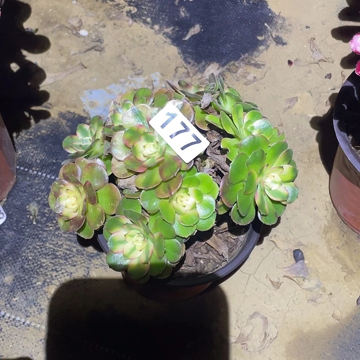 用***花多肉植物断枝不包177荔枝