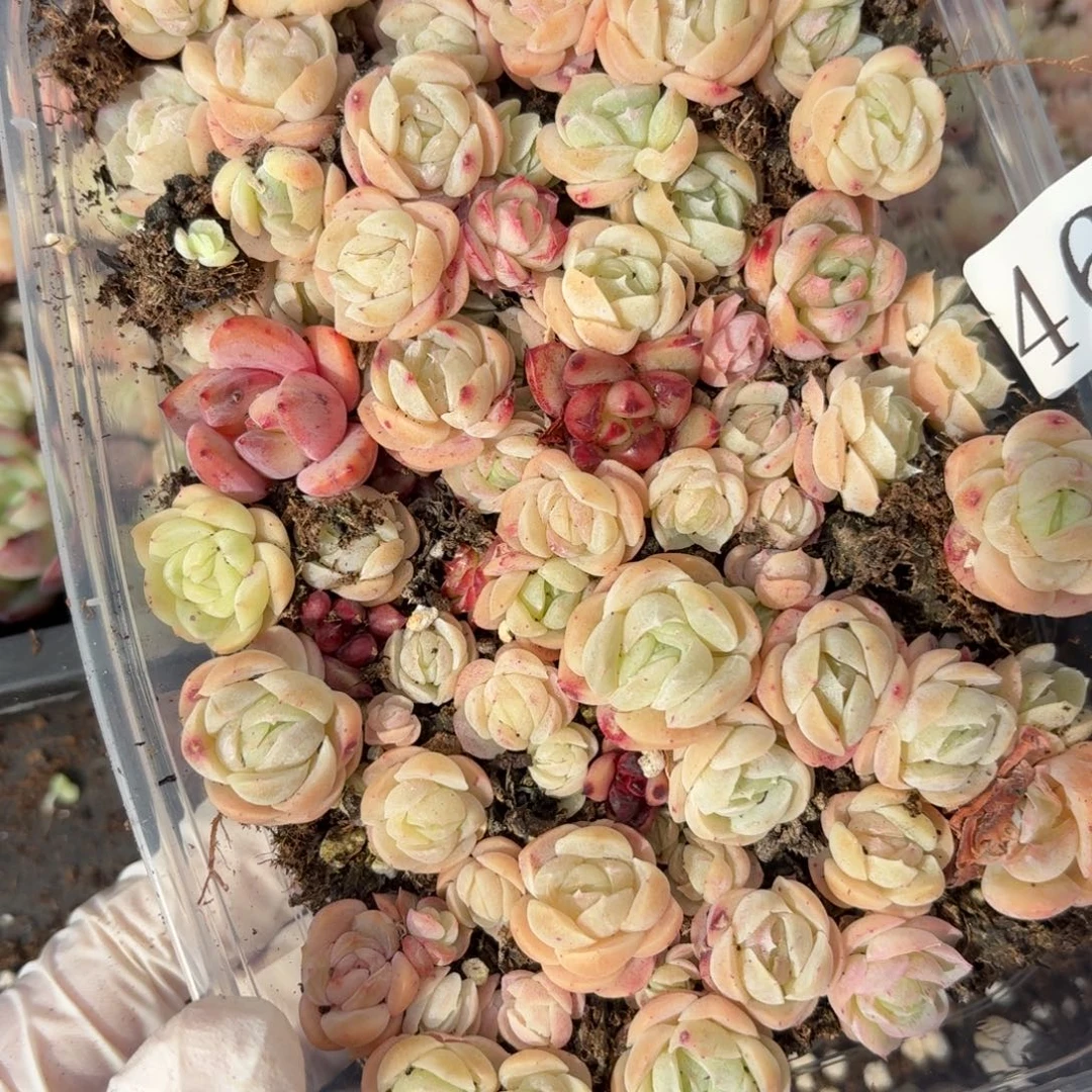 多肉植物多肉植物469