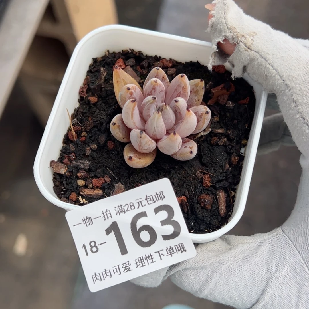 魔爪多肉多肉多肉多肉