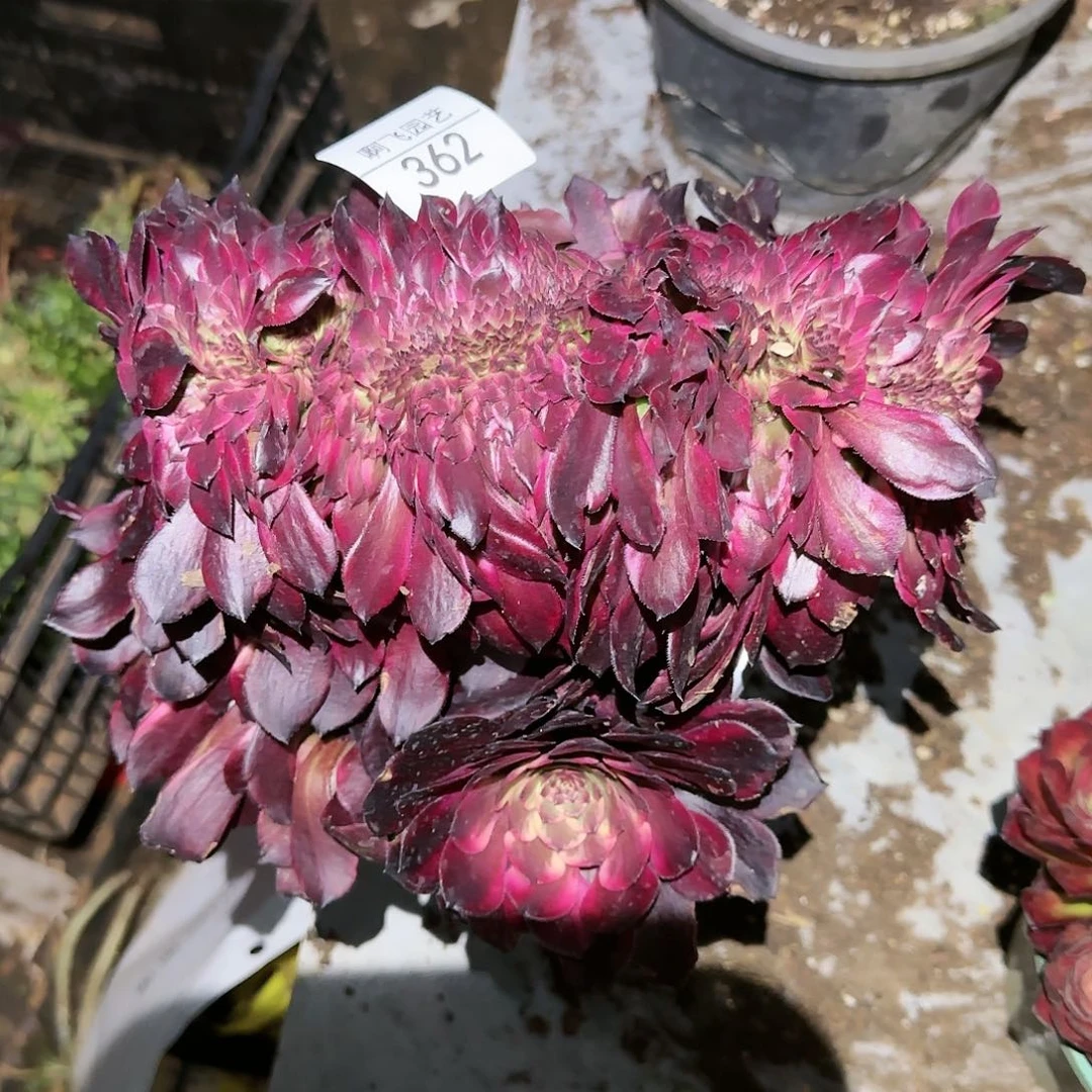 鑫**?362多肉 寄养烟花缀