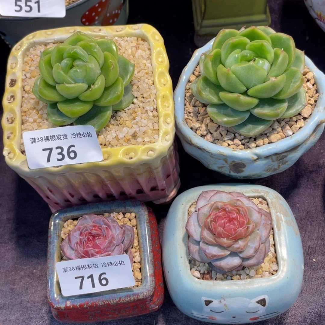 社****716.736珍妮四颗多肉植物一物一拍