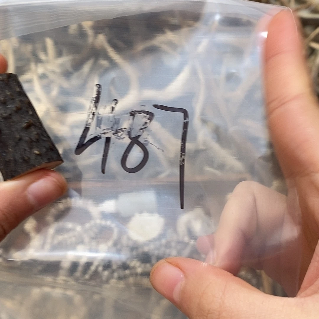 王***昱非金属鹿角鹿角鹿角