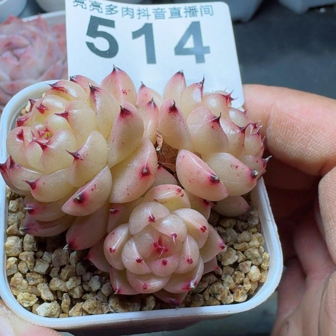 熊猫         多肉植物