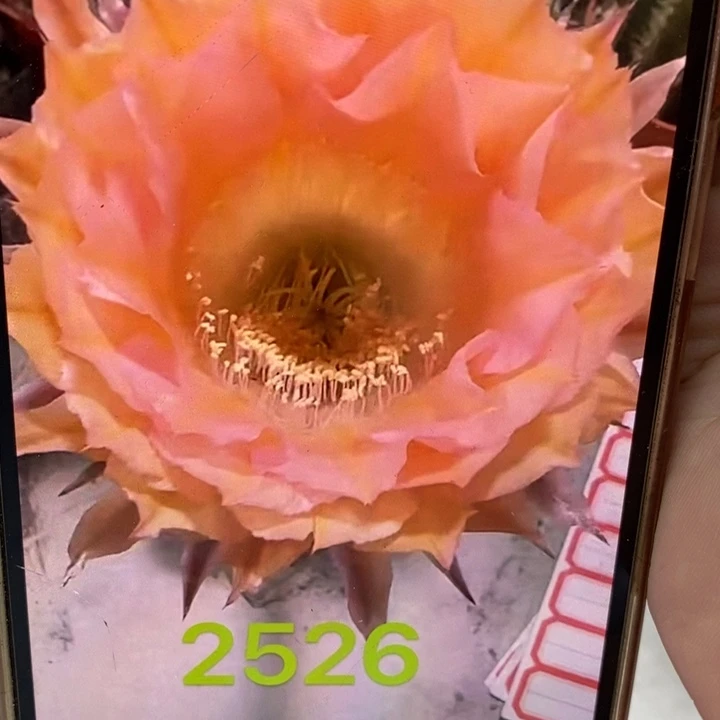 彩草2526侧芽4公分左右