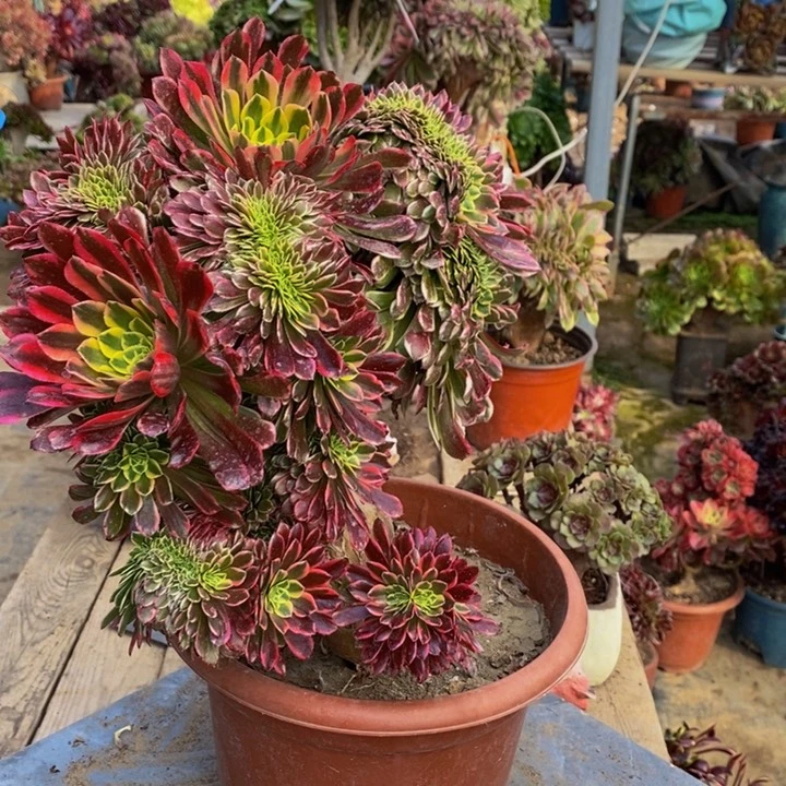 ?**天朝霞缀化多肉1颗1颗