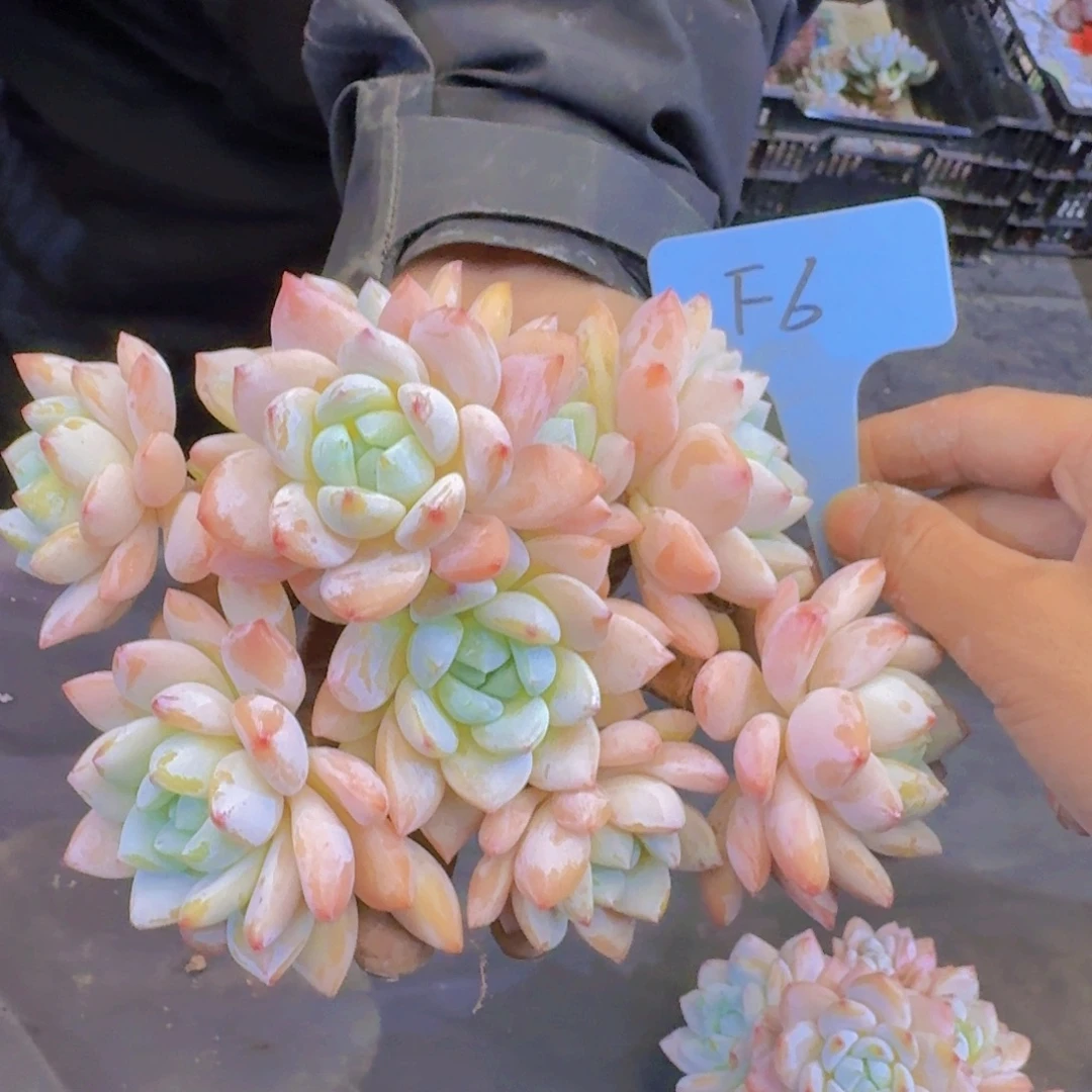 多肉植物的生长发育和