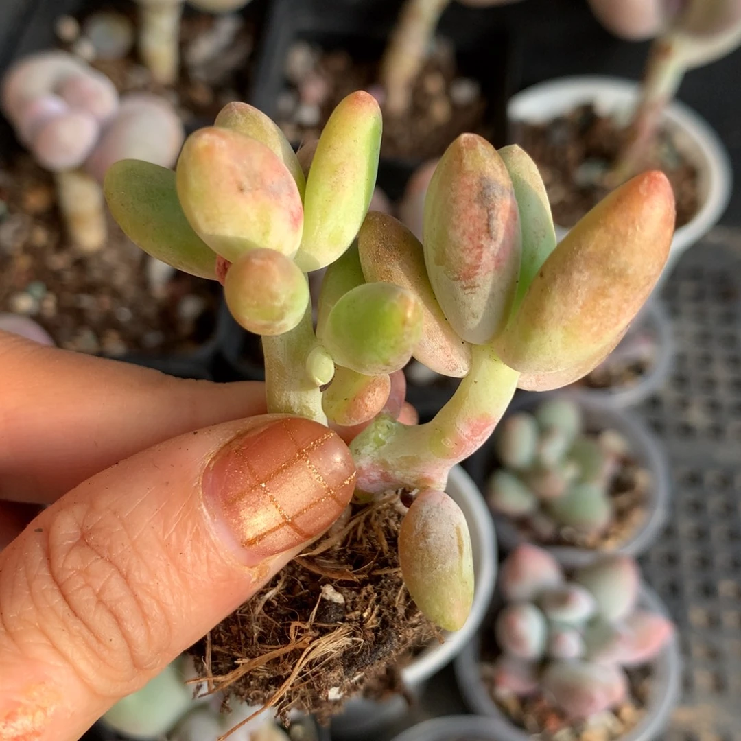 芒果奶，瑕疵不售后不满28发叶片一片，发到付