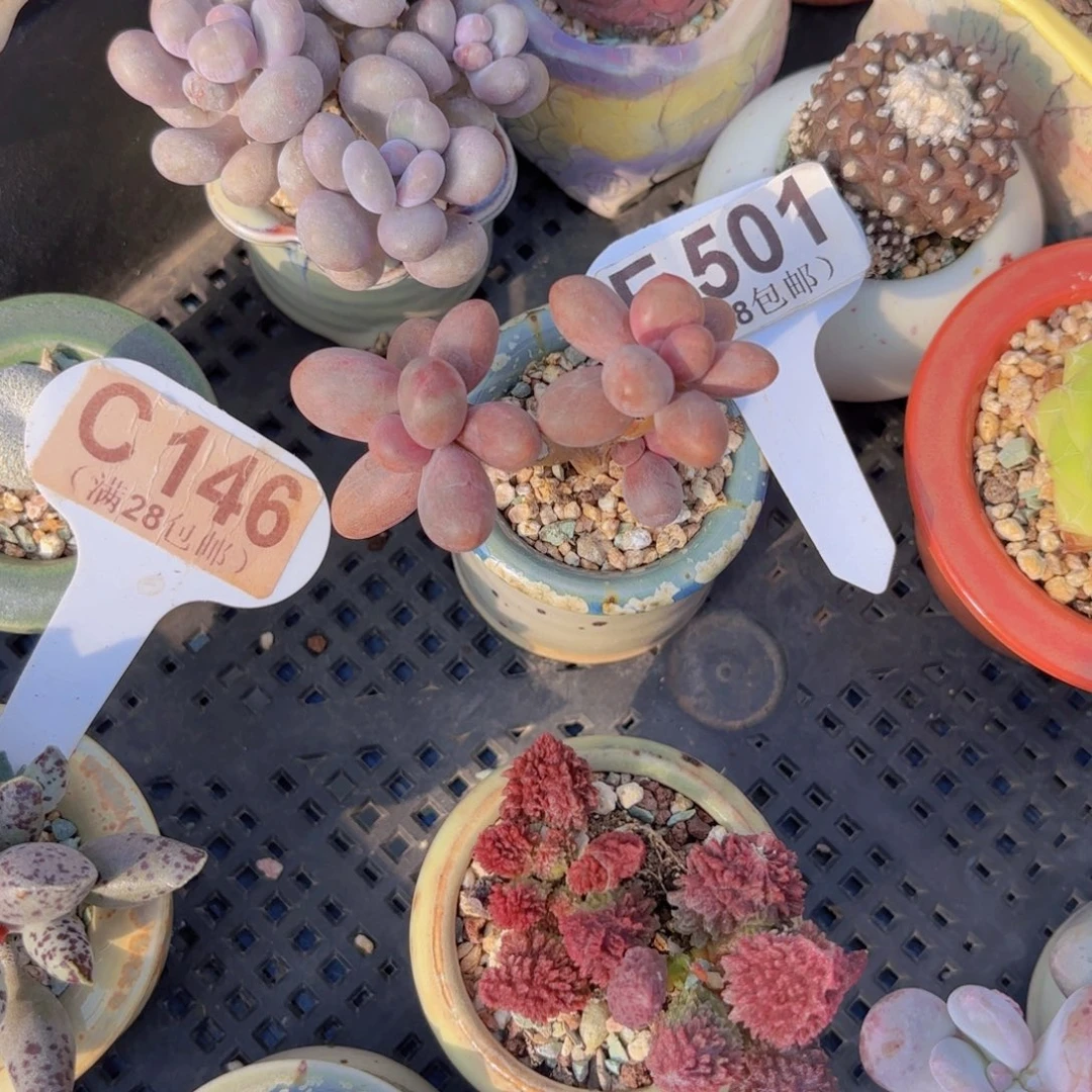 E501糖果美人一物语拍