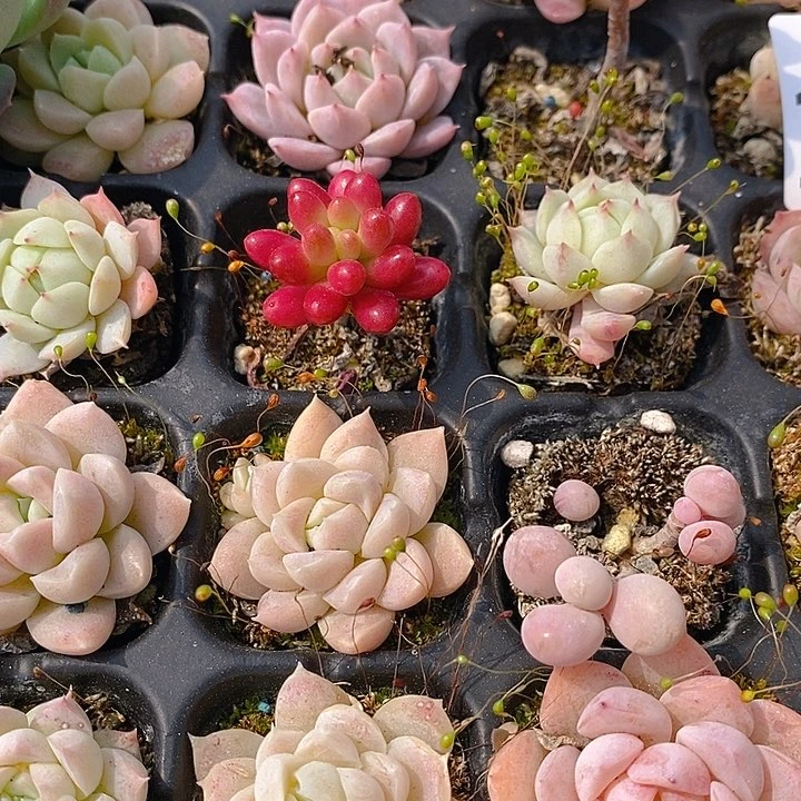 149 多肉植物盆栽花卉植物