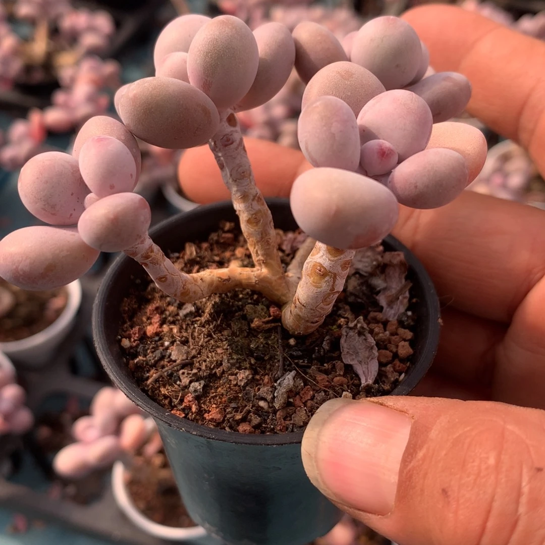 桃蛋群多肉一物一拍