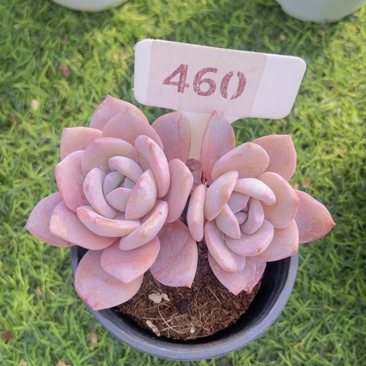 健健康康平平安安