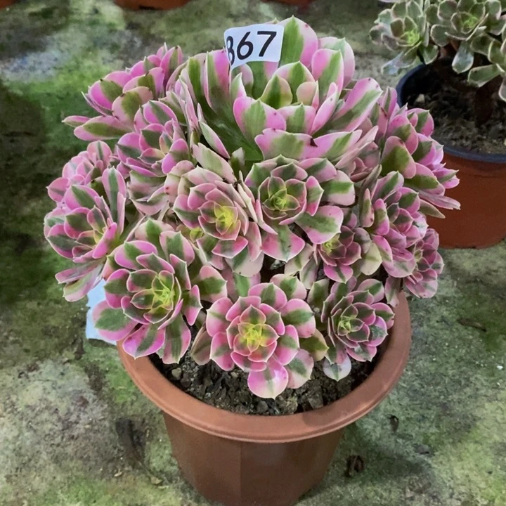 玲**诉女巫多肉植物867