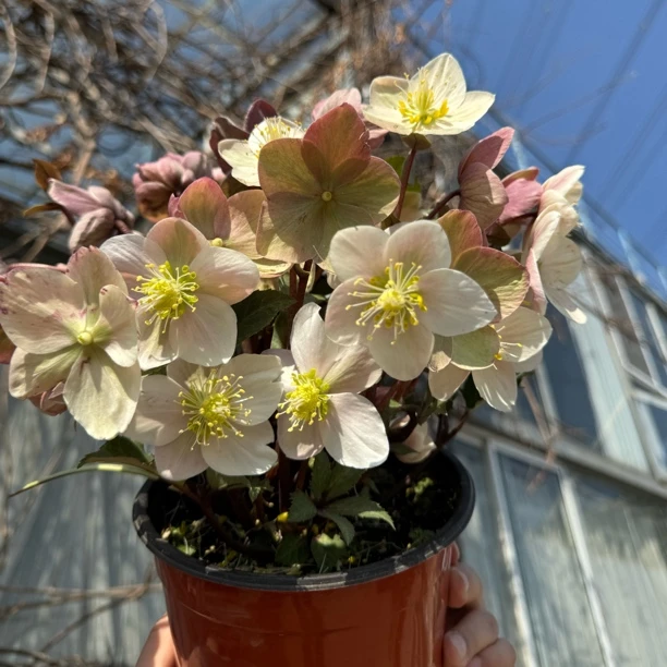 冰雪玫瑰流星铁筷子带花苞盆栽花苗盆栽花卉耐寒植物花期长