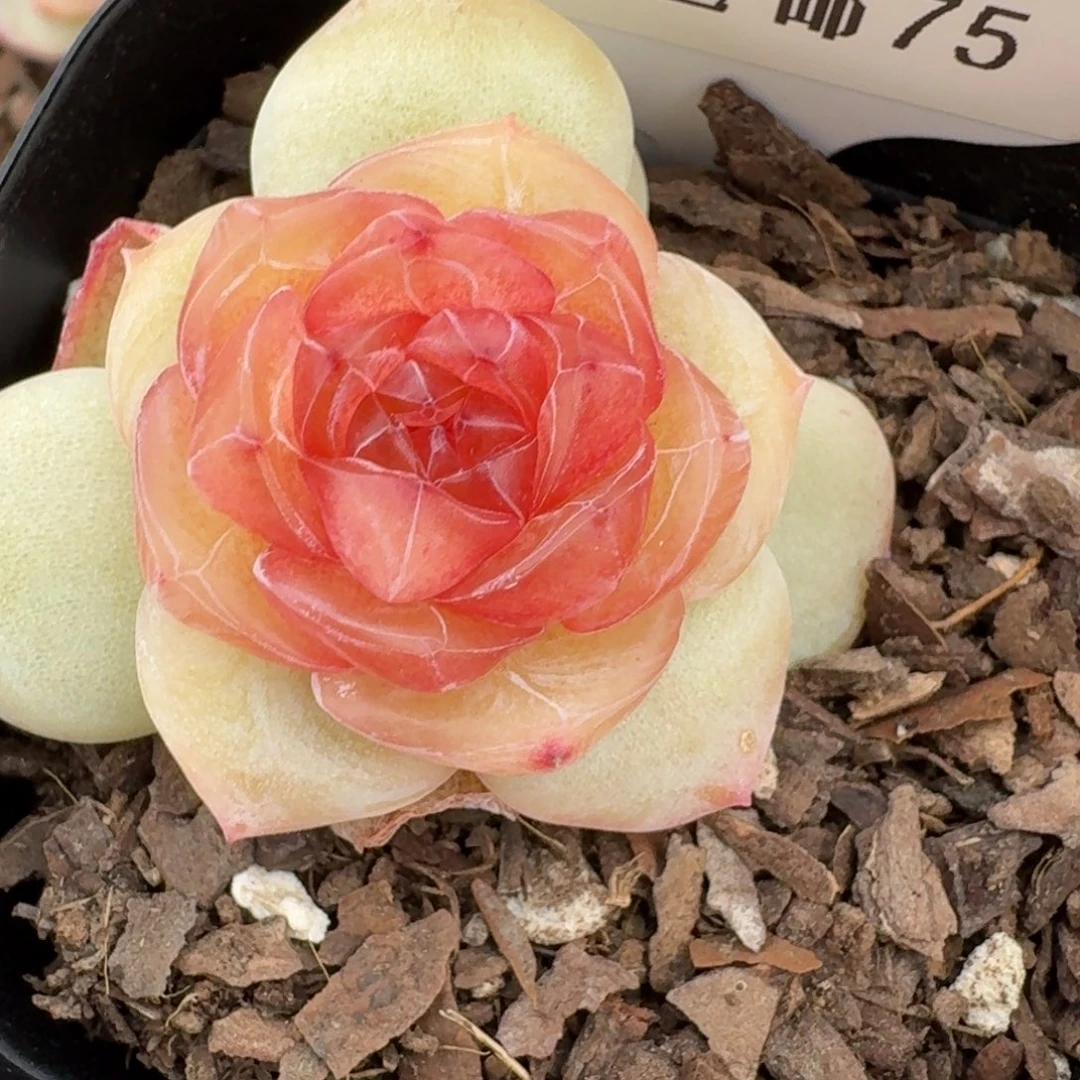 红陶0223-075-小堡堡