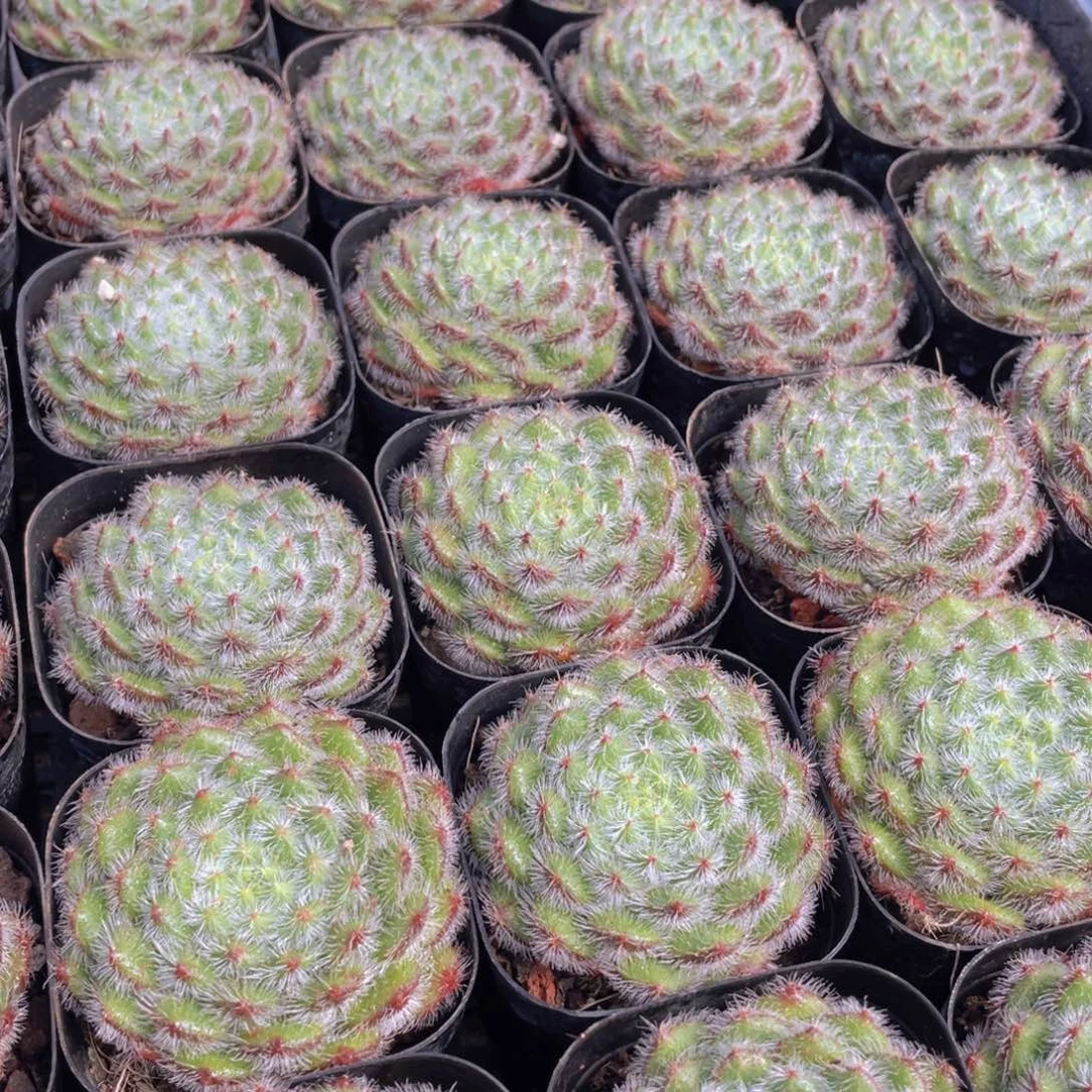 量拍45号 黄晶果单头一个
