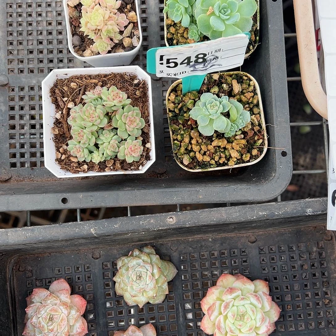 精品多肉十八包邮