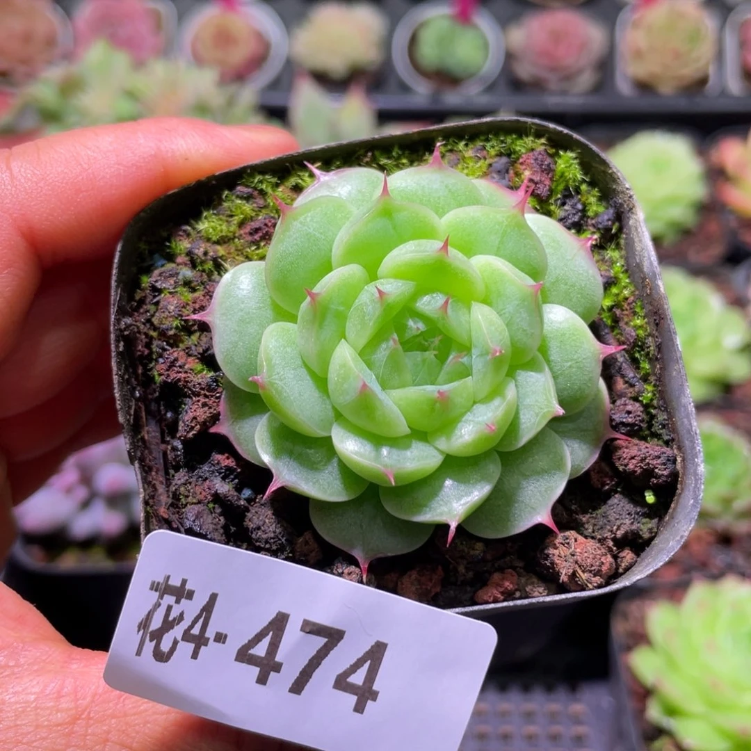 花利美4-474海王