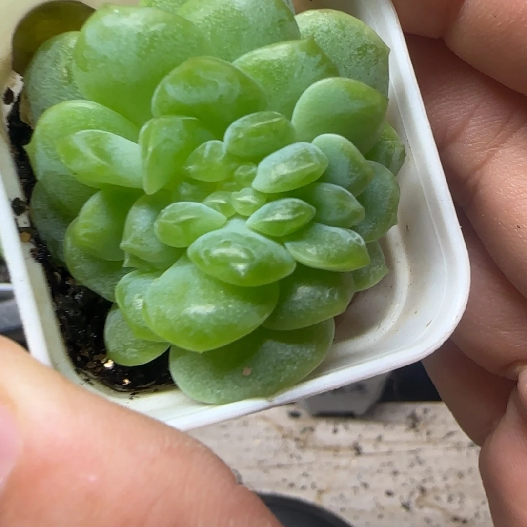 影***子云袖疑似中苗盆一个满25包邮