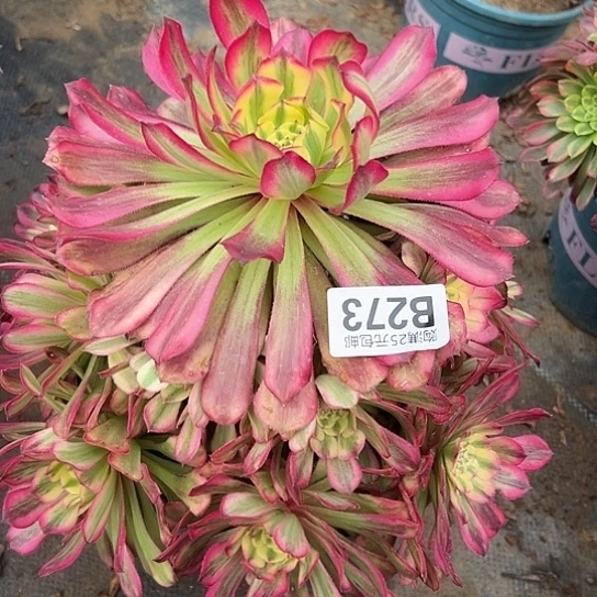 雪*一颗多肉植物法师