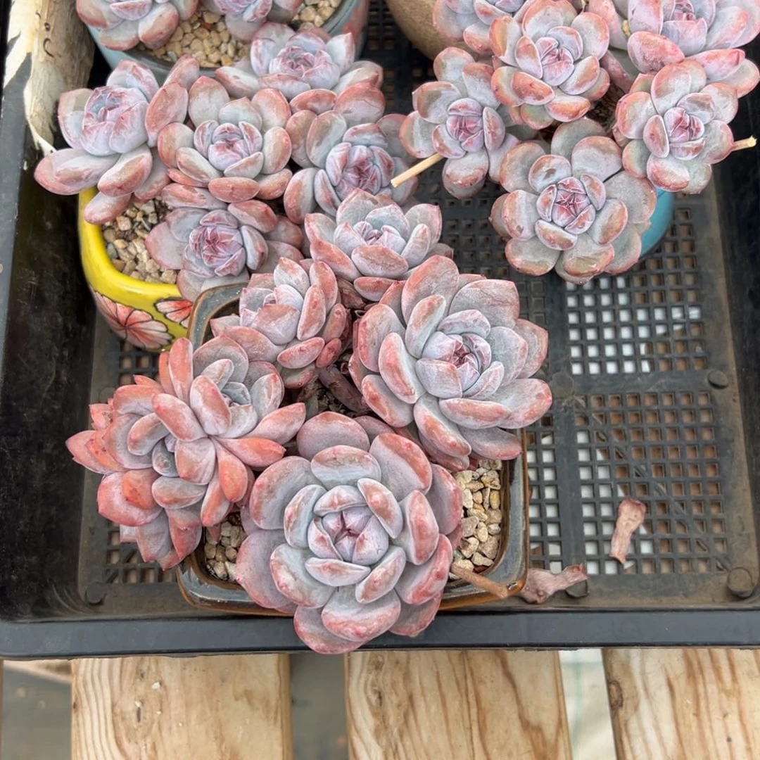 寒露石榴籽多肉植物发货链接