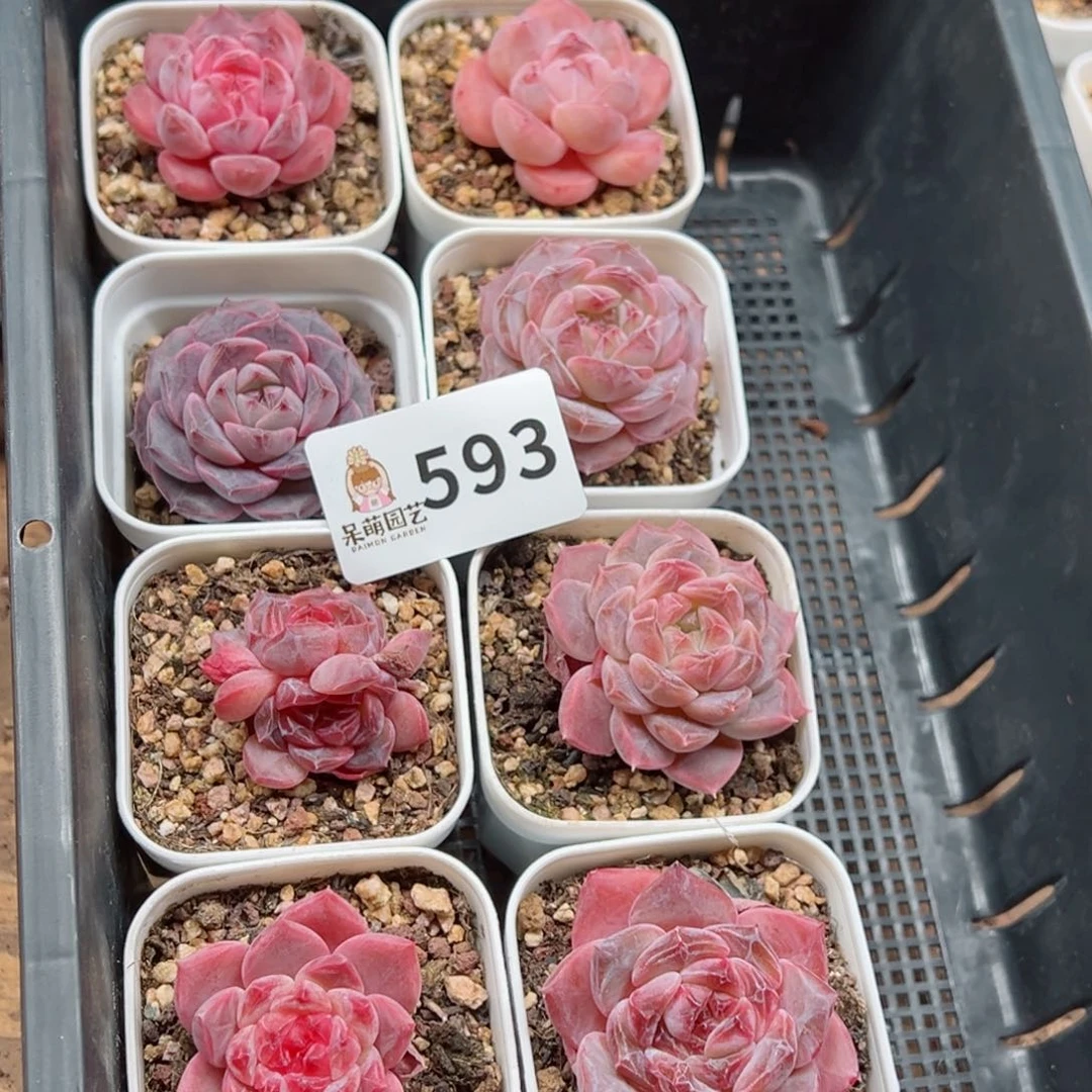 L**n多肉植物多肉植物