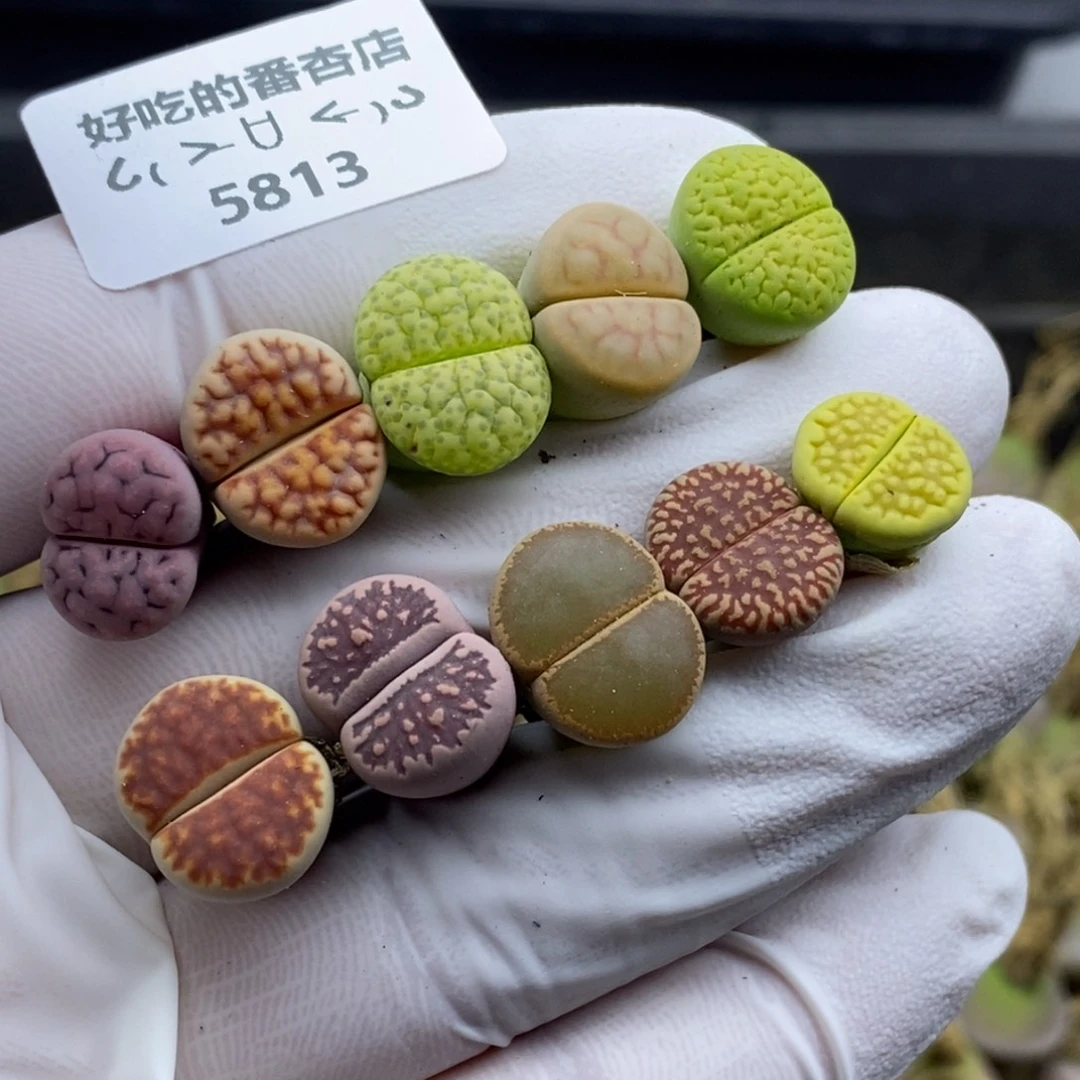 5813。紫花纹略高。。。。。