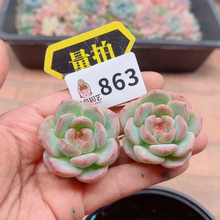 多肉植物多肉植物