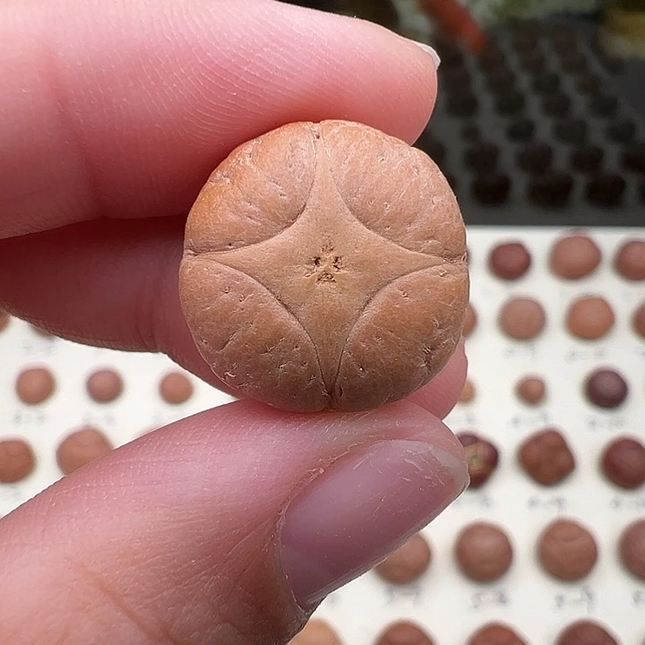 凤眼菩提吊坠麒麟