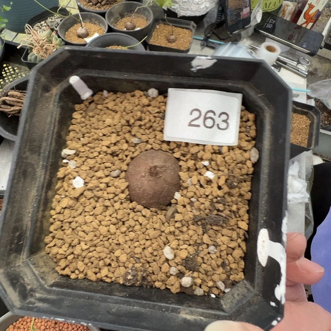 多肉植物专拍植物不退换 一物一拍 263