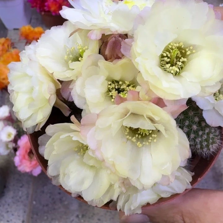 305白檀马尔文2个无根侧牙，20包邮