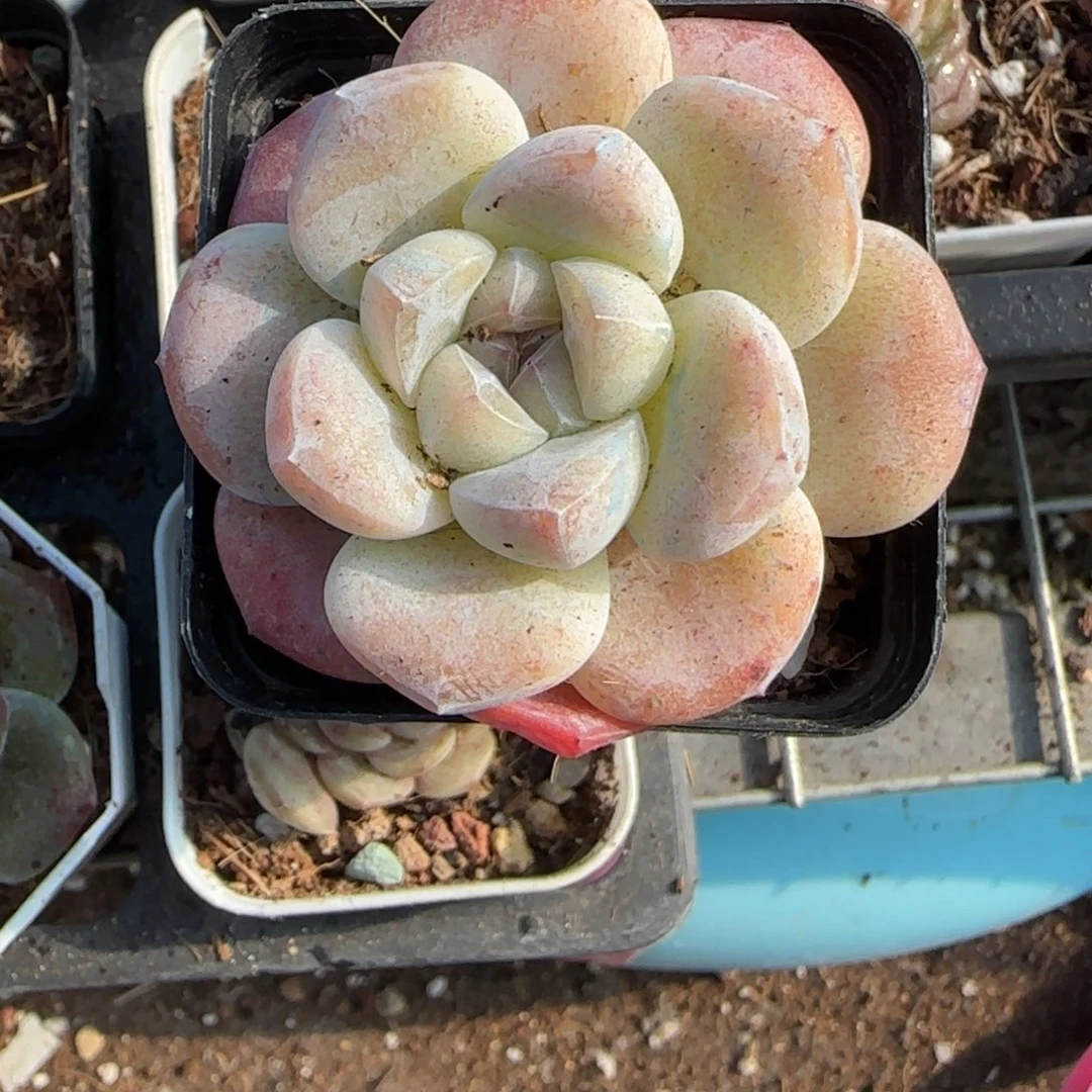 多肉小卡拉米糖心一物一拍