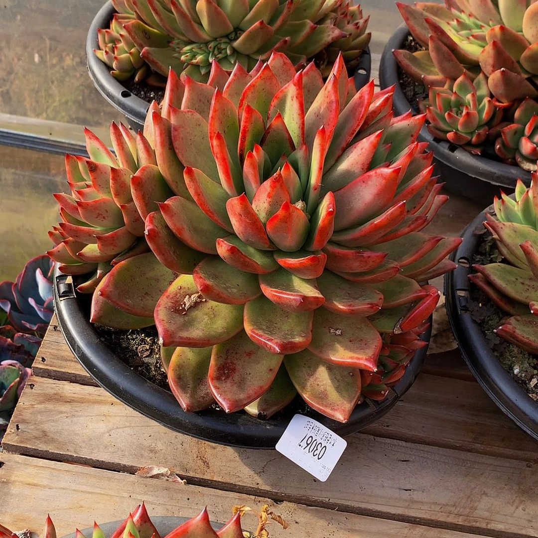 暮***雨    弗兰克多肉03067