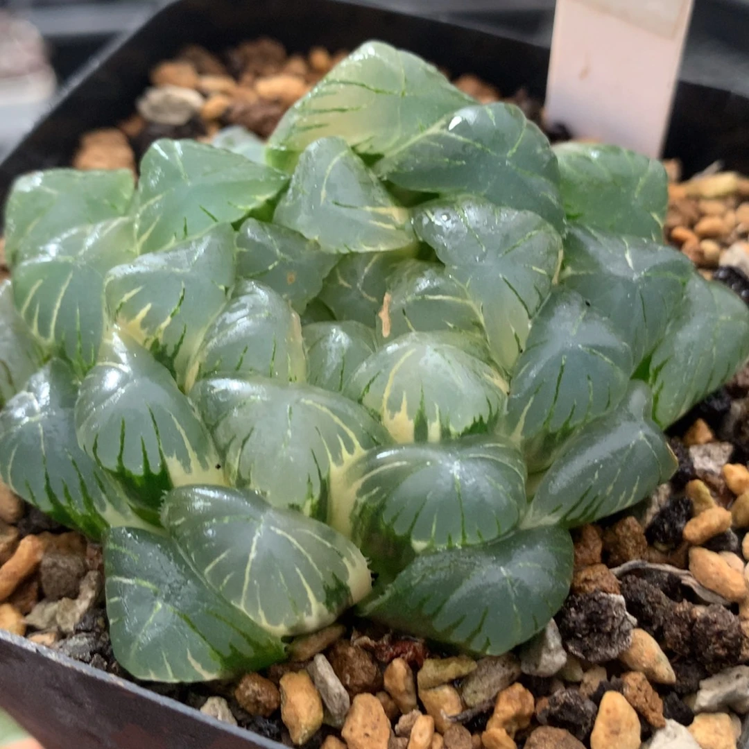 587实生玉露多肉植物