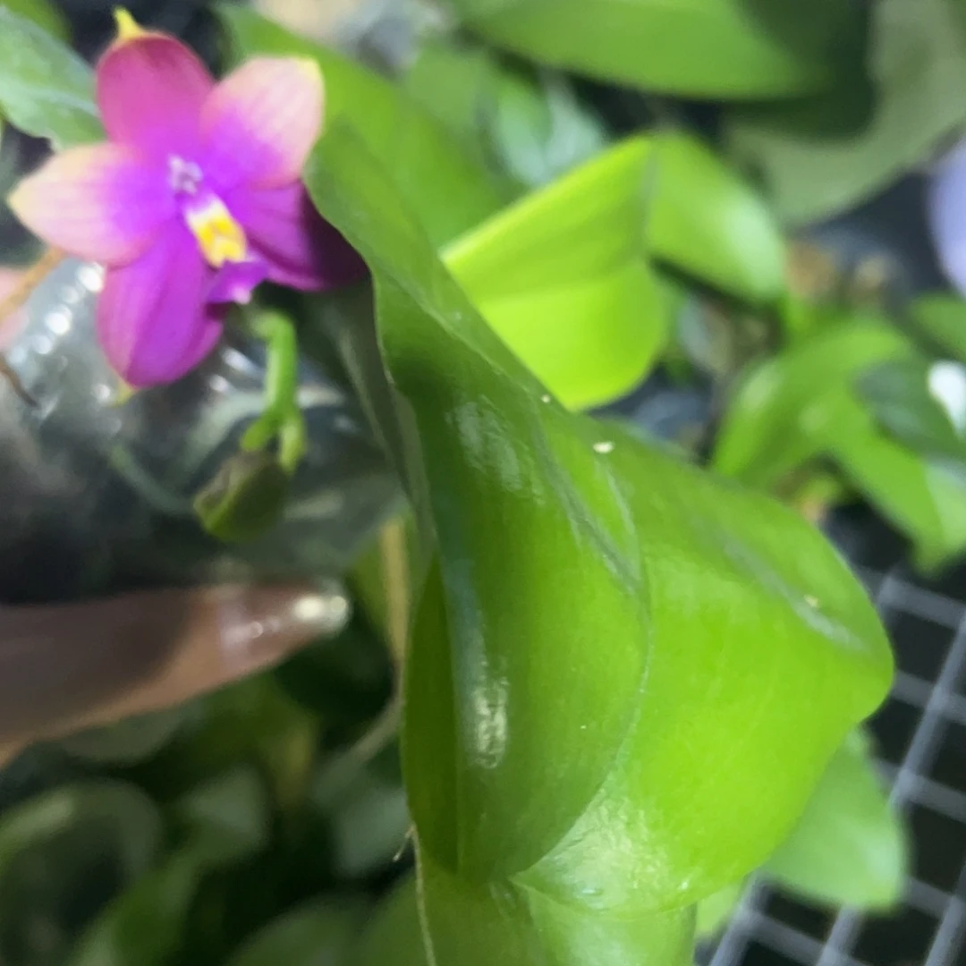 当前无花栽培后可以开花原生盲盒2.8带花