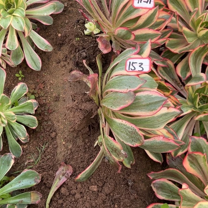 今***后多肉植物153154不售后